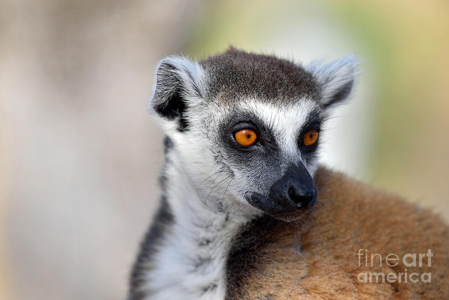 Mammal Photograph - Ring Tailed Lemur #7 by George Atsametakis