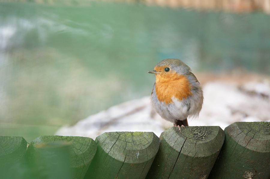 Robin #5 Photograph by Chris Day