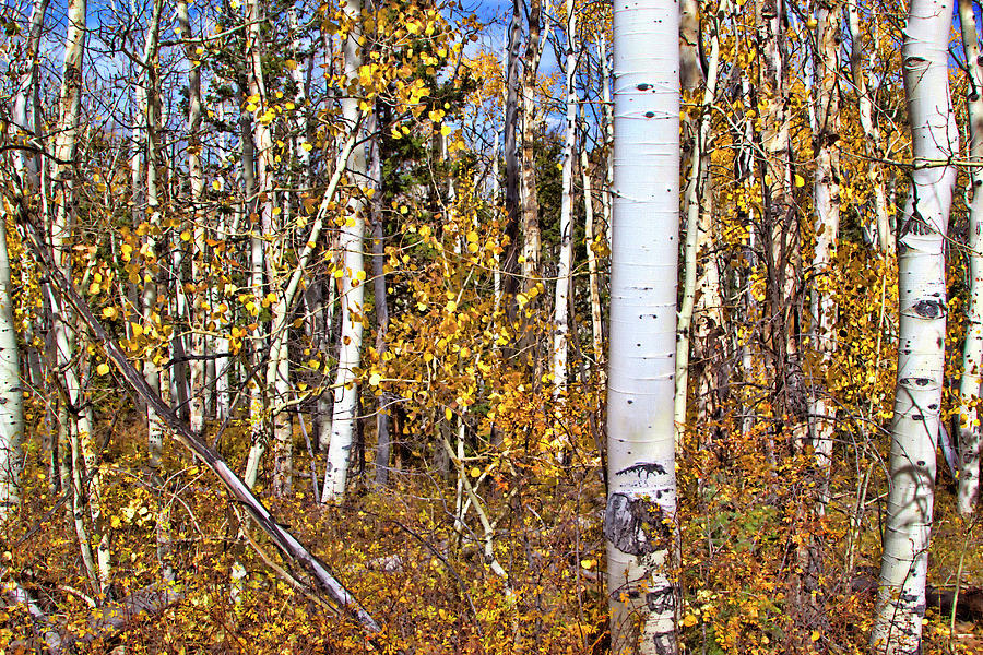 Rocky Mountain Fall #5 Photograph by Mark Smith