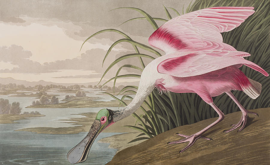John James Audubon Painting - Roseate Spoonbill by John James Audubon