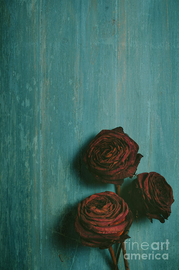Roses on blue wooden table Photograph by Jelena Jovanovic