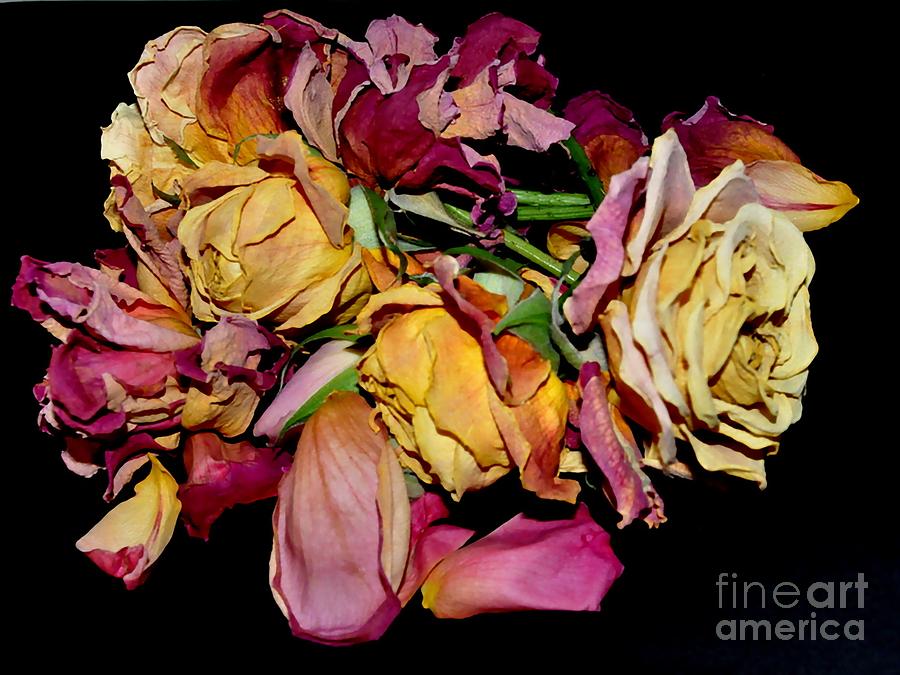 Roses #5 Photograph by Sylvie Leandre