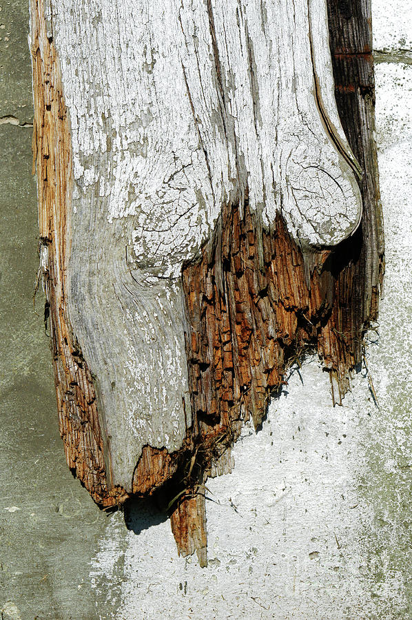 Rotting wood #5 Photograph by Tom Gowanlock