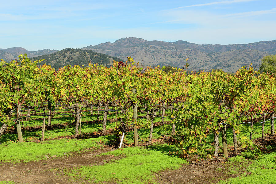 Rows of Grapevines in Napa Valley California #5 Photograph by Brandon Bourdages