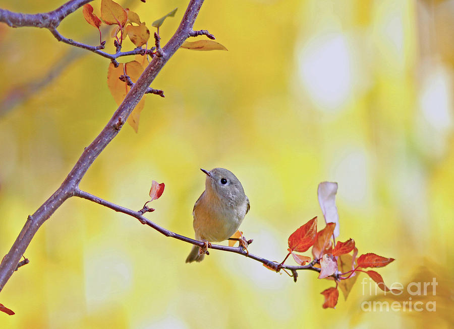 Bird Photograph - Ruby-crowned Kinglet #5 by Gary Wing