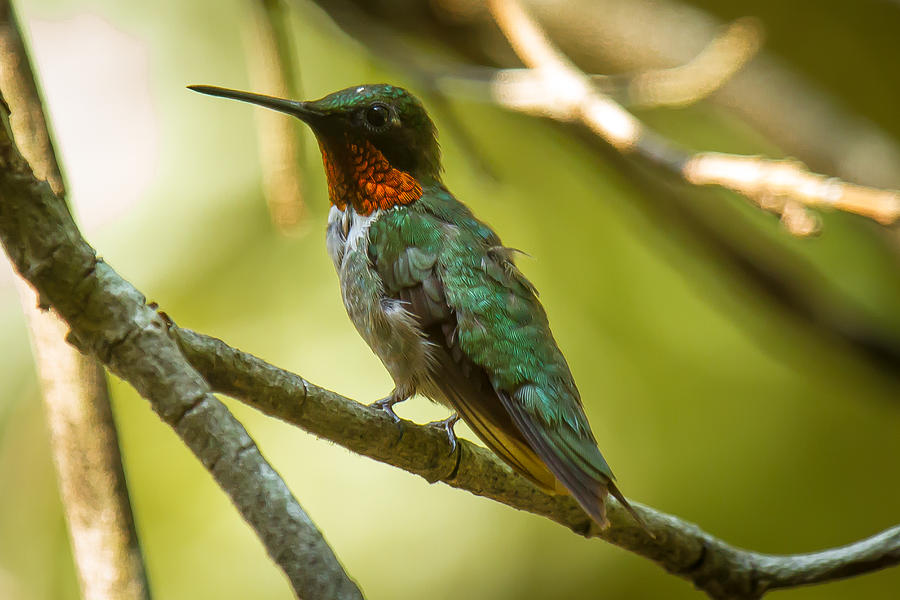 Ruby-Throated Hummingbird #5 Photograph by Robert L Jackson