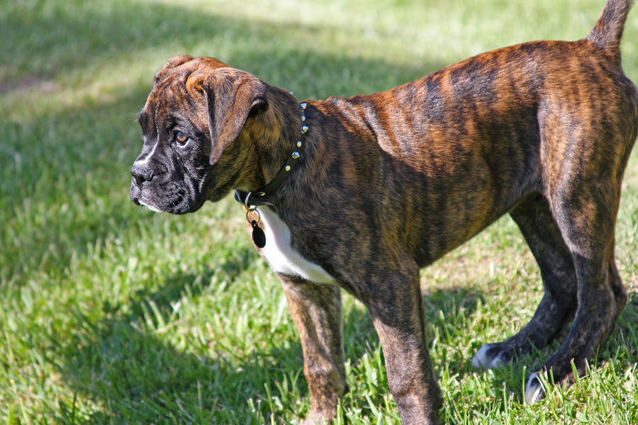 Ruger Photograph by Gary Wing - Fine Art America