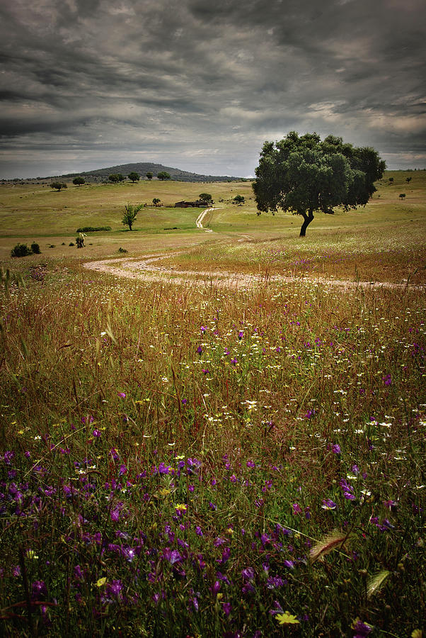 Inspirational Photograph - Rural Landscape #5 by Carlos Caetano