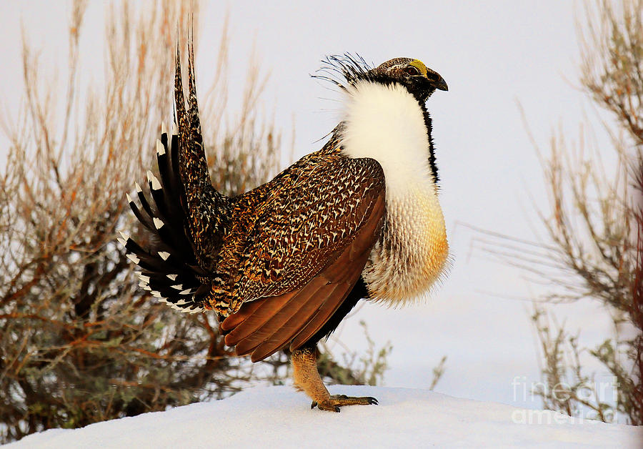 Sage Grouse #5 Photograph by Dennis Hammer