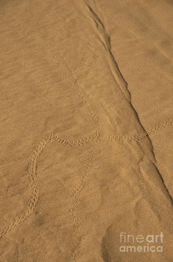 Sand Dunes In Namib Desert #5 Photograph by Francesco Tomasinelli