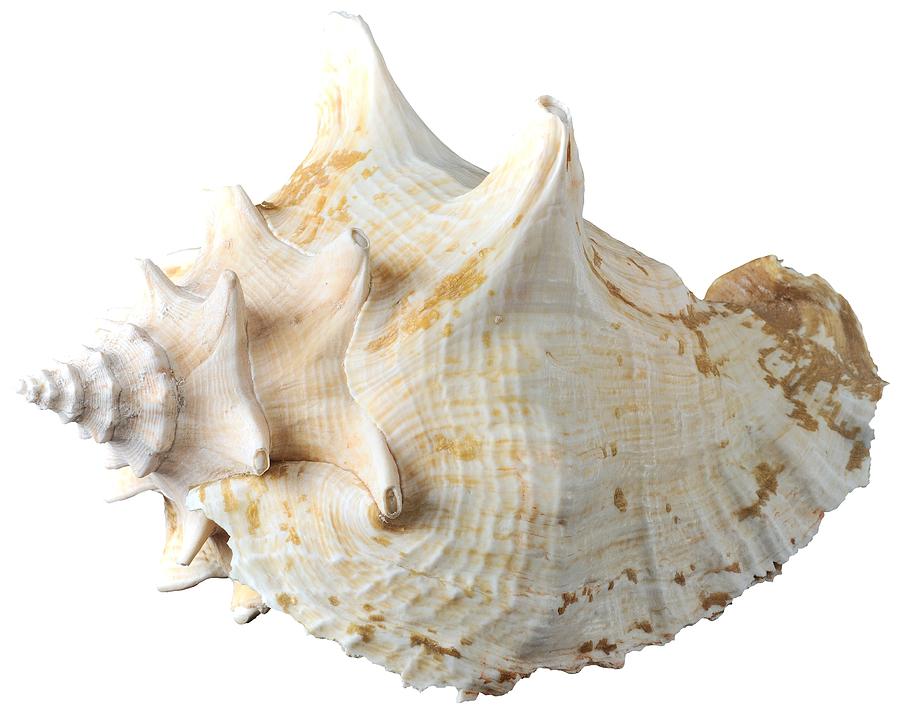 Still Life Photograph - Sea shell #5 by George Atsametakis
