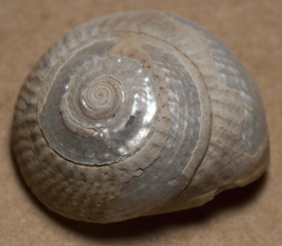 Sea shell #5 Photograph by Masami Iida