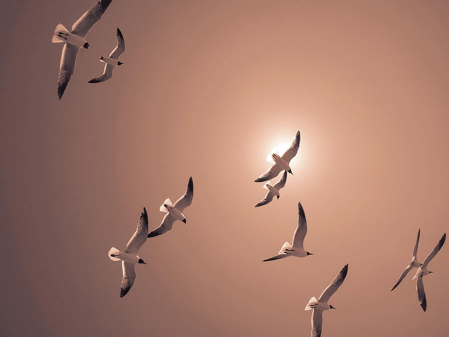Seagulls Flying In The Sunny Sky #5 Photograph by Alex Grichenko