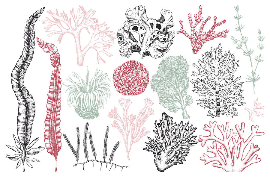 Seaweed And Underwater Prints Digital Art
