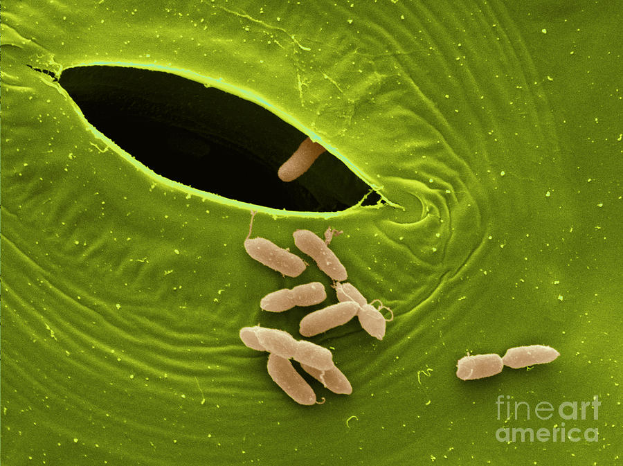 Sem Of E. Coli Bacteria On Lettuce #5 Photograph by Scimat