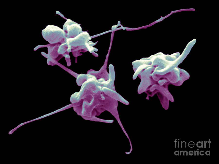 Sem Of Platelets #5 Photograph by Scimat