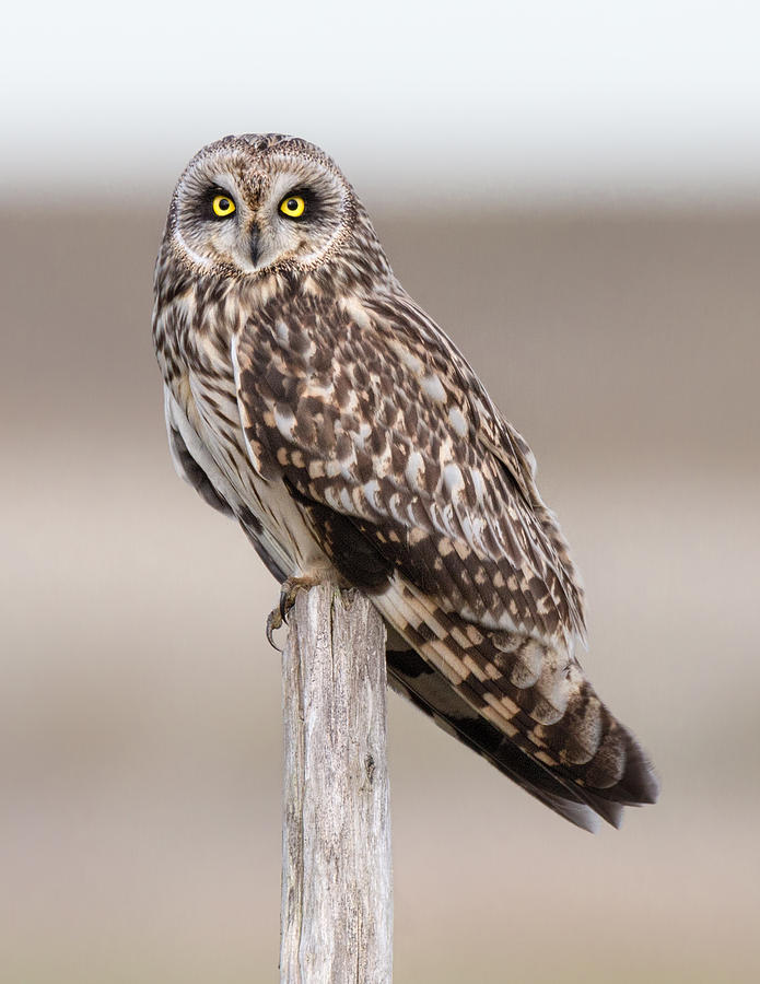 Owl Photograph - Short Eared Owl #6 by Ian Hufton
