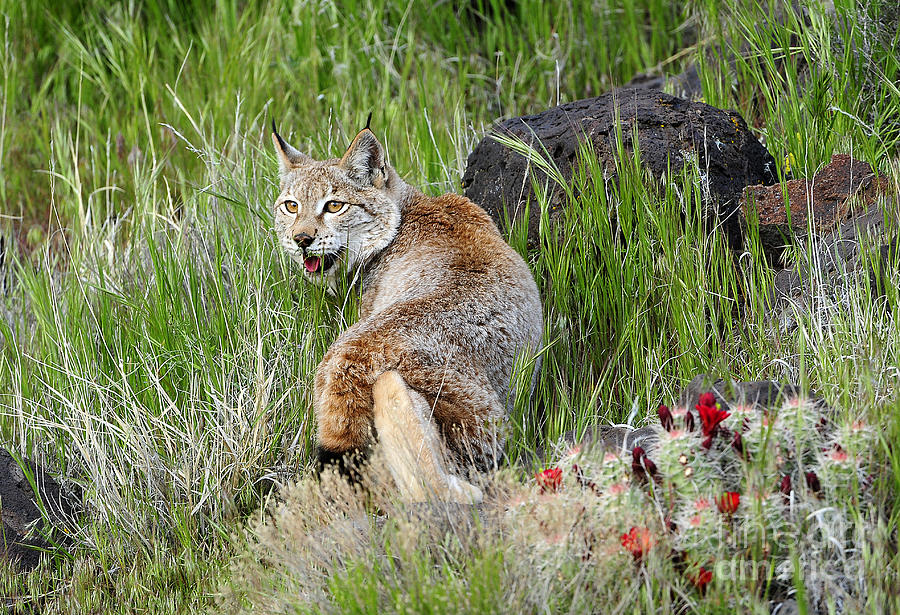 Siberian Lynx #5 Photograph by Dennis Hammer