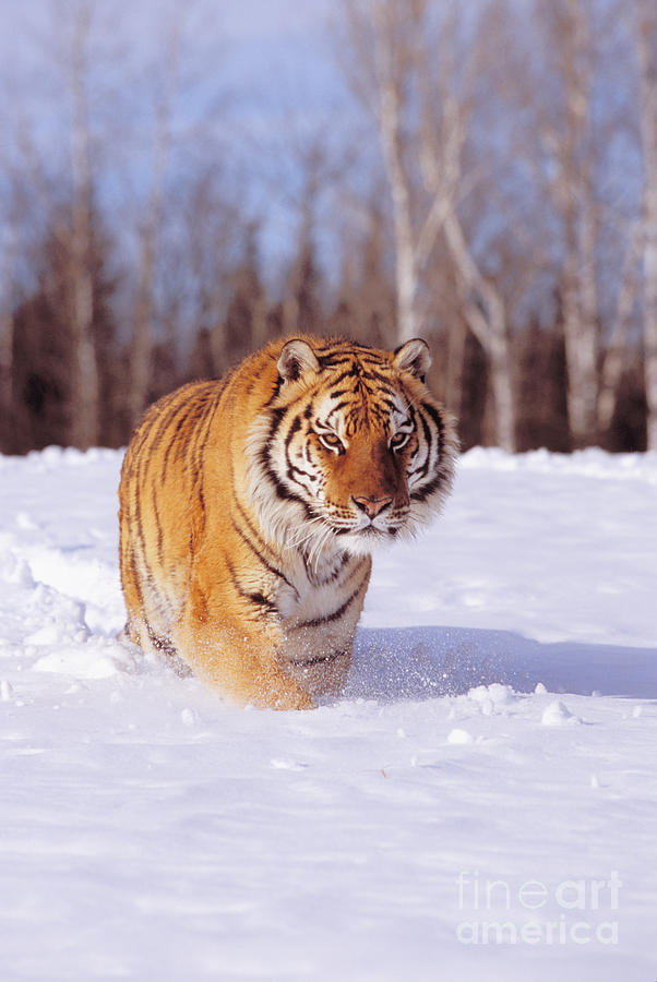 Siberian Tiger #5 Photograph by John Hyde - Printscapes