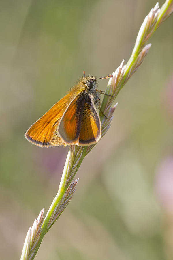 Small Skipper  #5 Photograph by Chris Smith