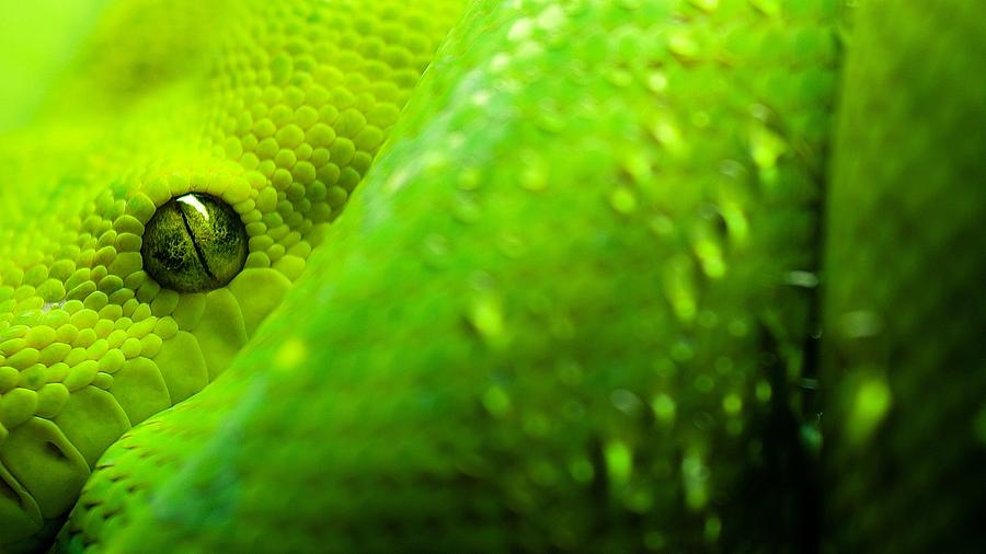 Snake Photograph - Snake #5 by Mariel Mcmeeking
