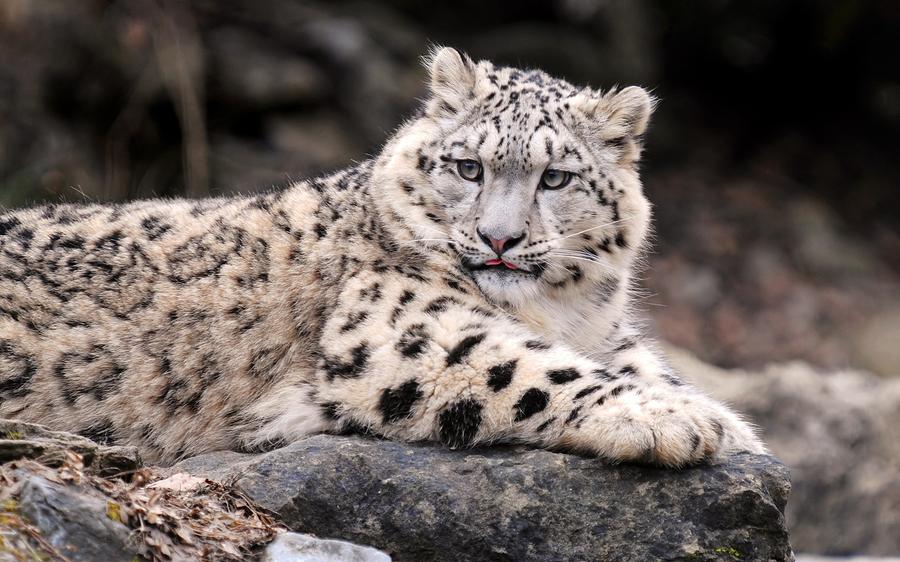 Wildlife Digital Art - Snow Leopard #5 by Super Lovely