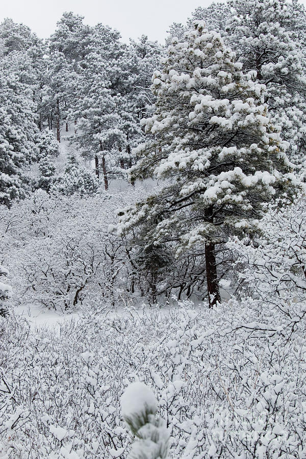 Snowstorm in the Pike National Forest #5 Photograph by Steven Krull