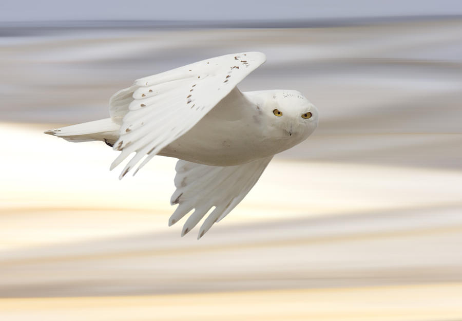 Owl Photograph - Snowy Owl in Flight #5 by Mark Duffy