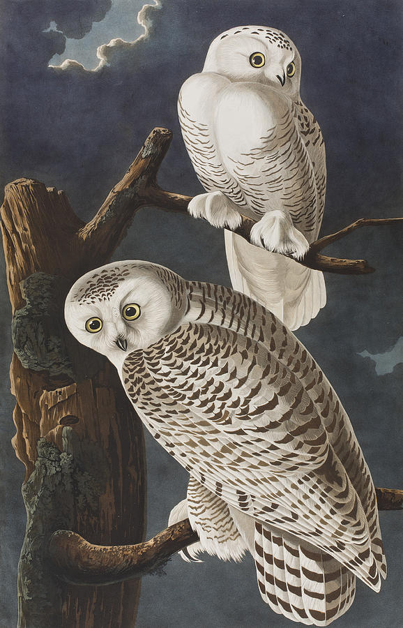 John James Audubon Painting - Snowy Owl by John James Audubon