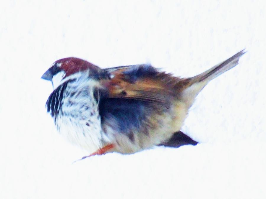 Sparrow #5 Photograph by Bill Vernon