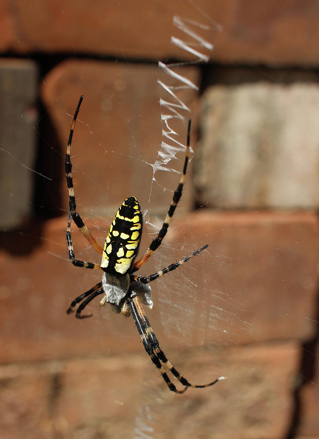 Spider by Michele Caporaso Spider by Michele Caporaso