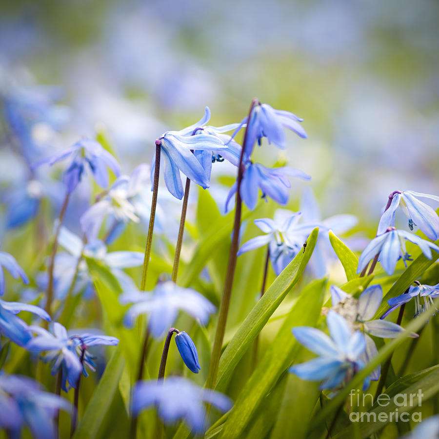 Spring blue flowers 1 Photograph by Elena Elisseeva