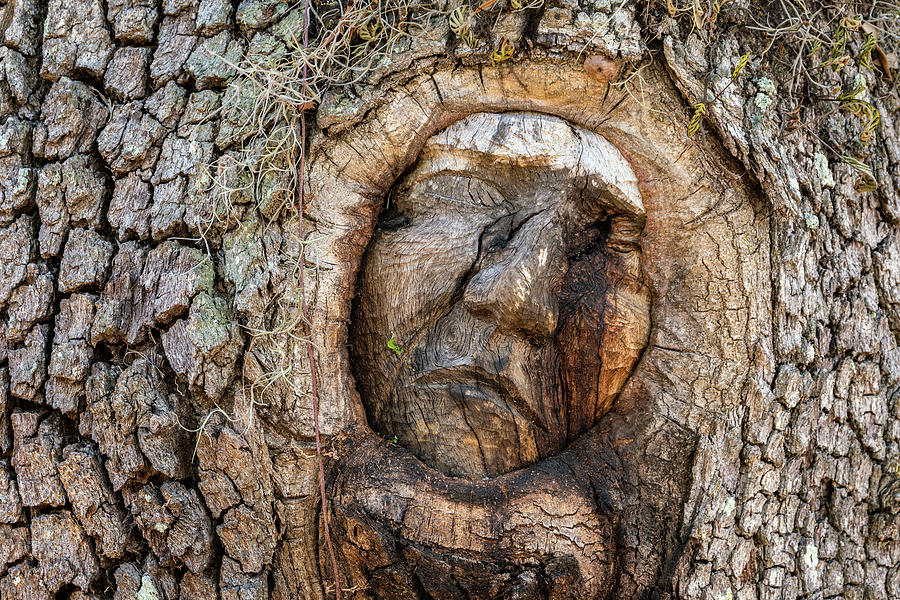 St. Simons Island Tree Spirit, The Hammock, St. Simons Island, G #5 Photograph by Dawna Moore Photography