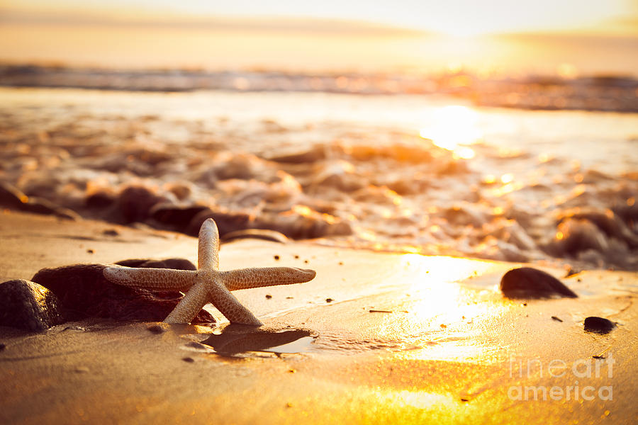 Starfish on the beach at sunset #5 Photograph by Michal Bednarek