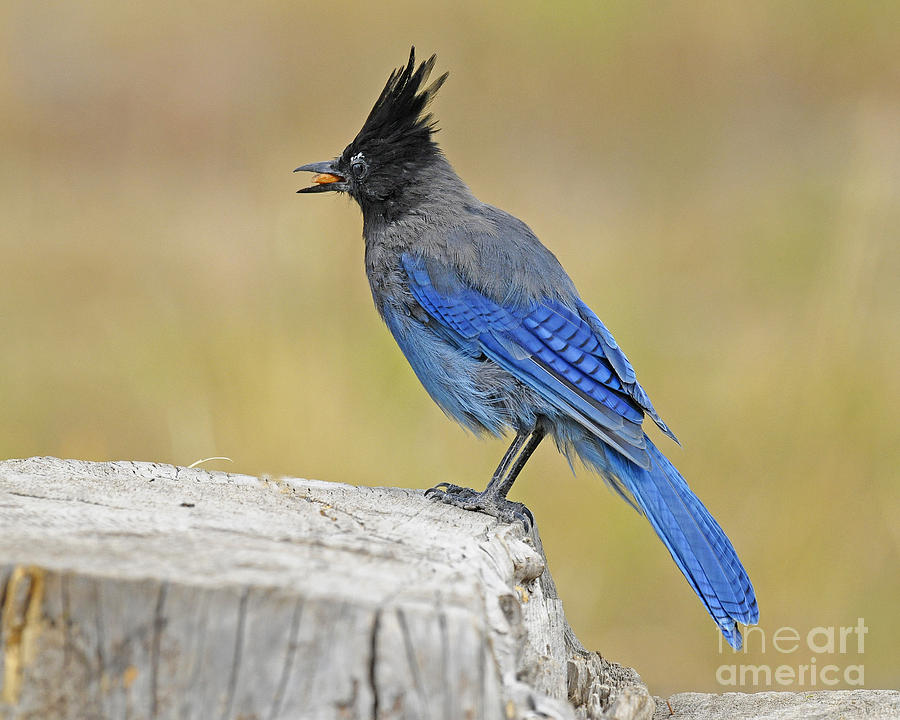 Stellers Jay #6 Photograph by Dennis Hammer