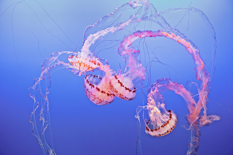 sea nettle jellyfish pink
