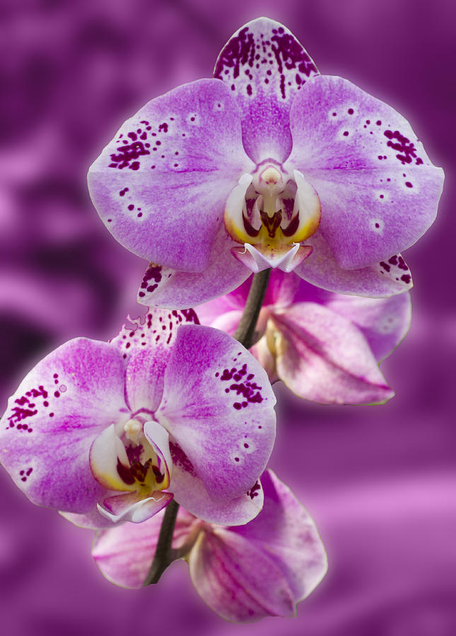 Stunning Orchids #5 Photograph by David French