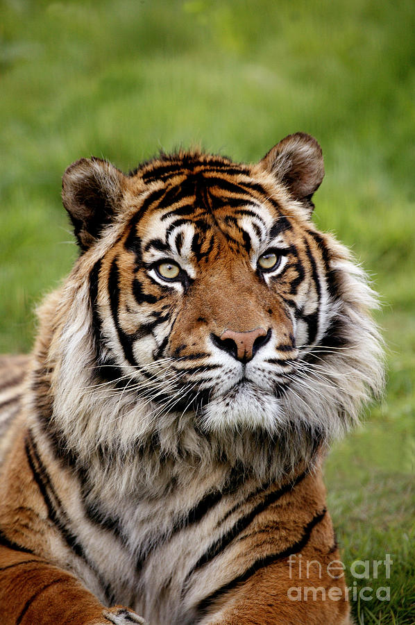 Sumatran Tiger Panthera Tigris Sumatrae #5 Photograph by Gerard Lacz