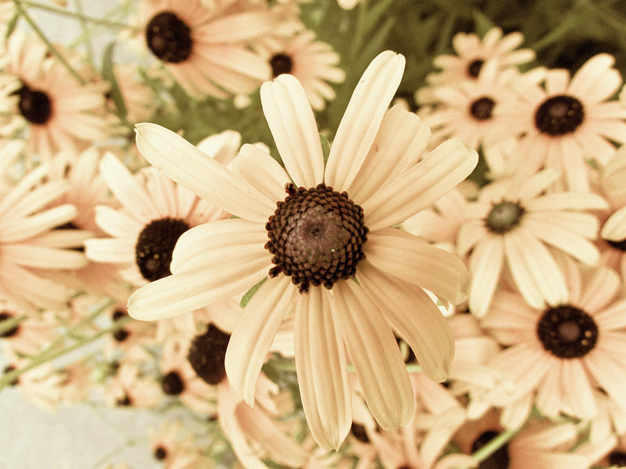 Sunflower Photograph - Summer Flowers #5 by Cesar Vieira