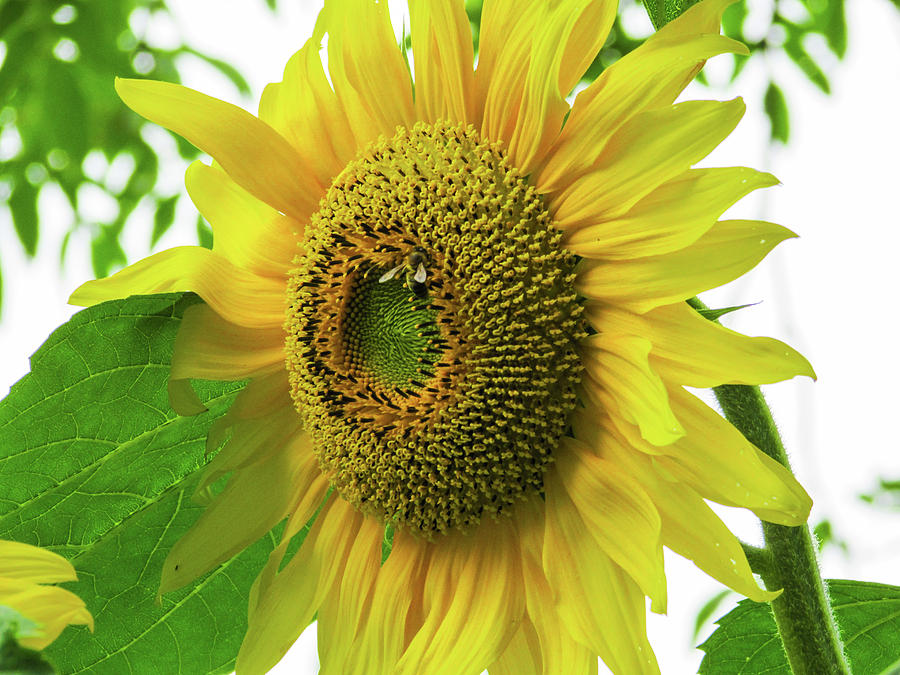 Sunflower Photograph - Sunflower #5 by Cesar Vieira