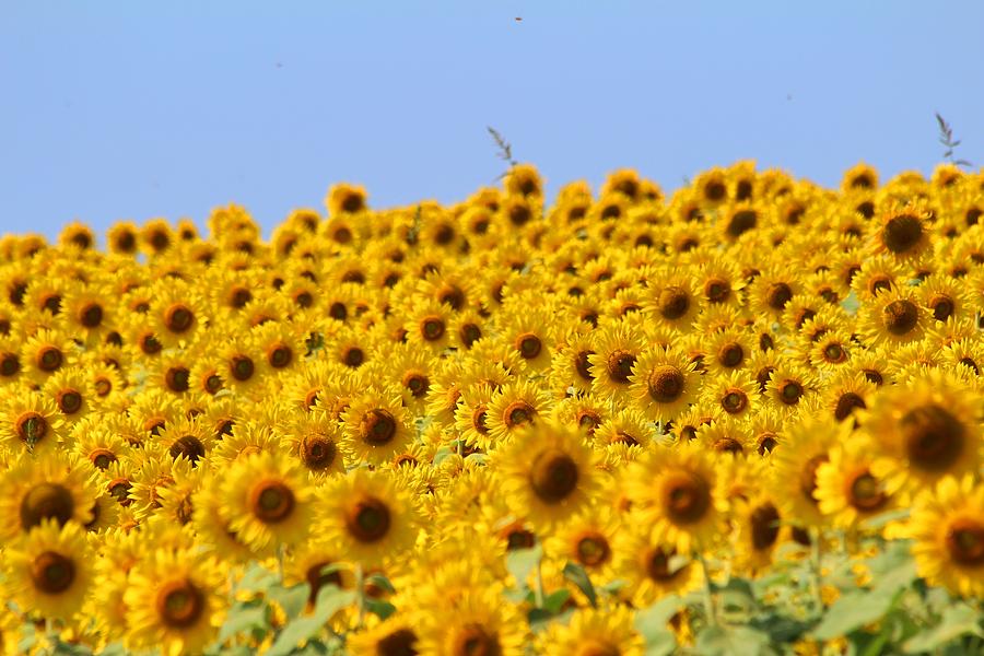 Sunflower #5 Photograph by Donn Ingemie