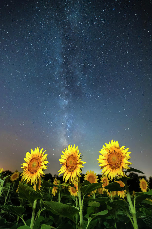 Sunflower Galaxy iii Photograph by Ryan Heffron