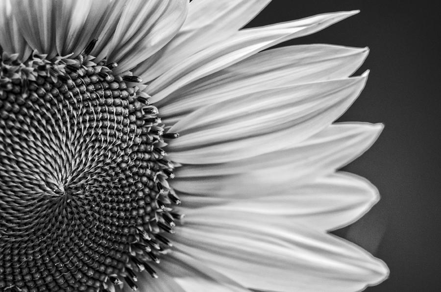 Sunflower #5 Photograph by Paulo Goncalves