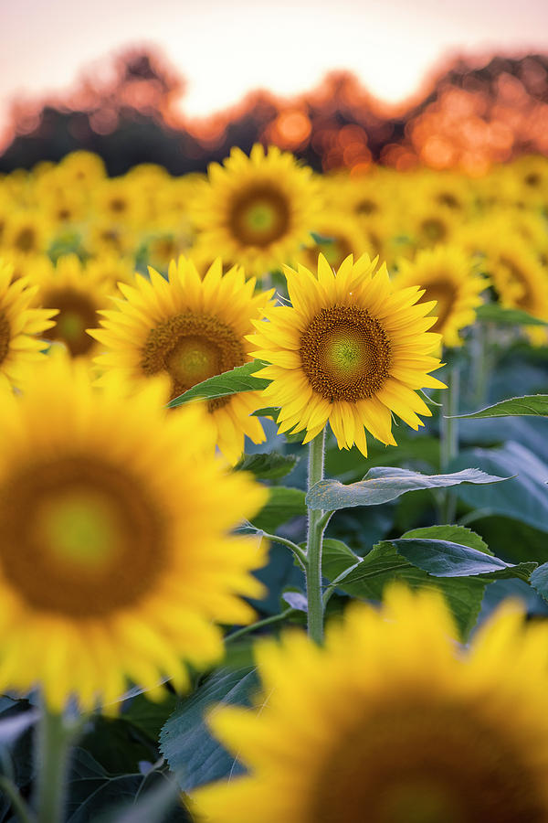 Sunflower Sunset #5 Photograph by Ryan Heffron