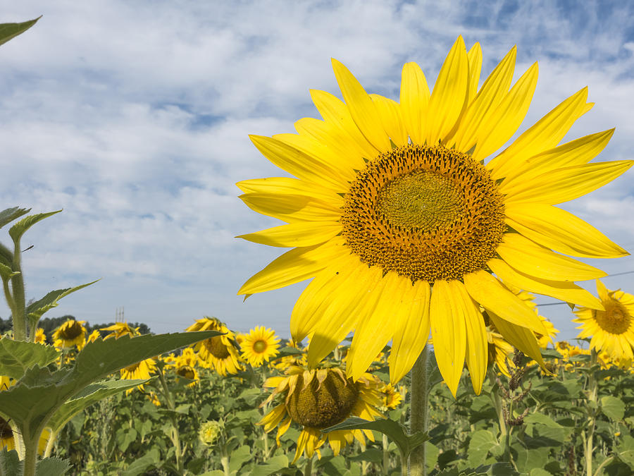 Sunflowers #5 Photograph by Josef Pittner