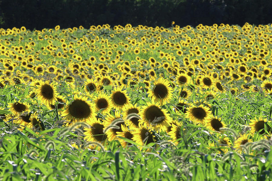 Sunflowers Mattituck New York #5 Photograph by Bob Savage