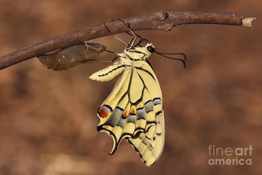 Swallowtail Butterfly Emerging From Cocoon Photograph by Alon Meir