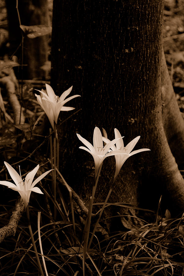 Swamp lilies #5 Photograph by David Campione