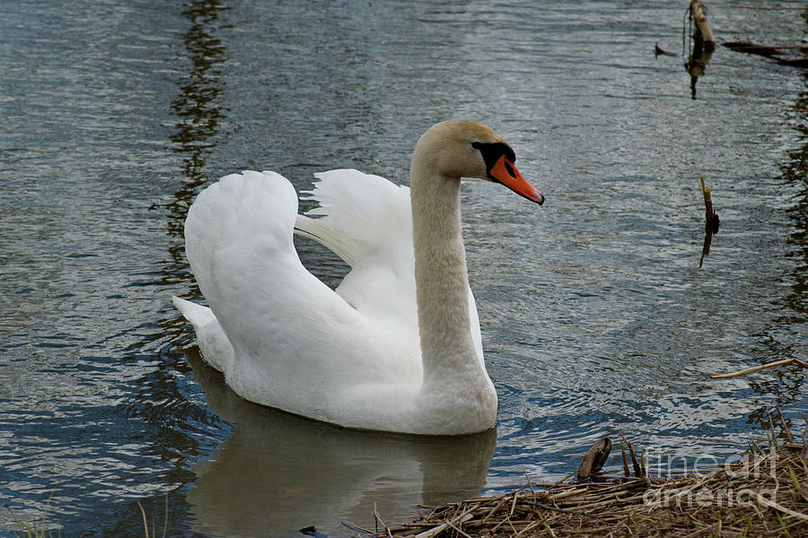 Swan #1 Photograph by Esko Lindell
