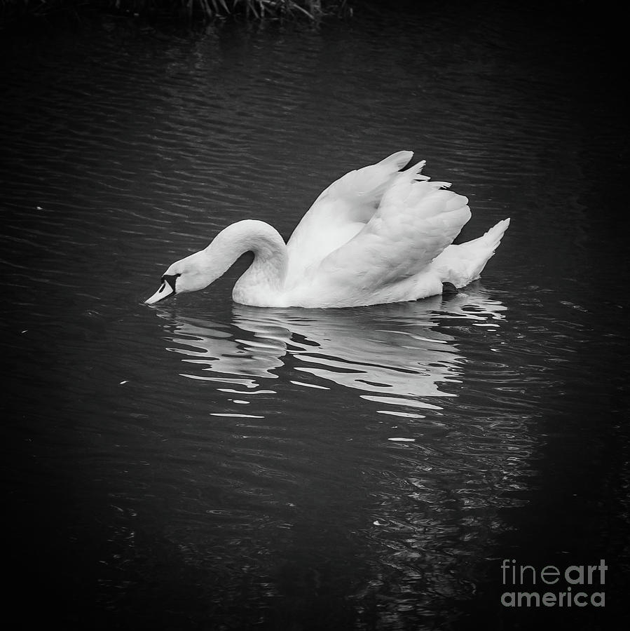 Swan #5 Photograph by Mariusz Talarek